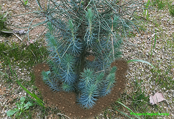 joseneves embalagens dia mundial da arvore e da floresta